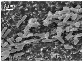 [Exhibition theme] <br>Eating plastic to make it biodegradable