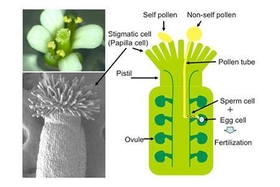 Fig.1. Fertilization process in the Brassicaceae