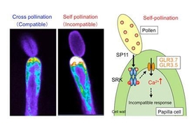 Fig.2. Self-incompatibility response in the Brassicaceae