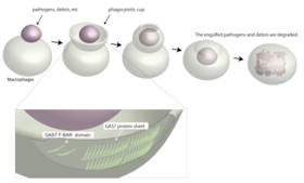 Phagocytosis and the sheet model of GAS7 assembly in the phagocytotic cup.