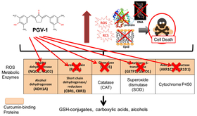 PGV-1 inhibits metabolic enzymes to increase ROS and kill cancer cells.