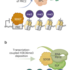 Towards a better understanding of epigenetics and dynamic gene silencing and reactivation