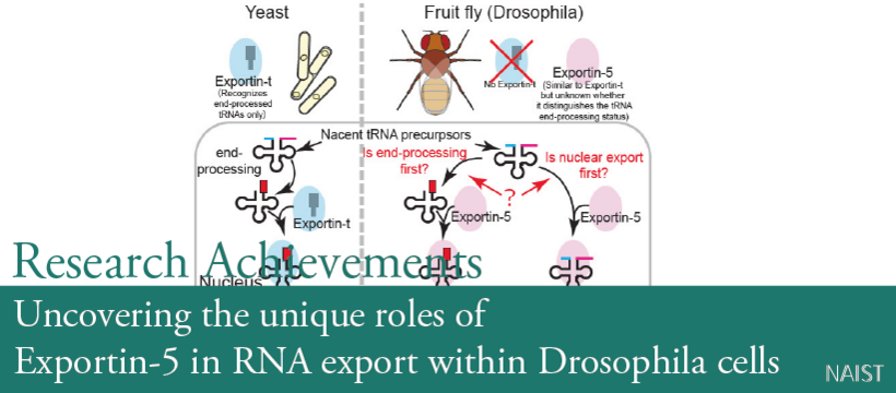 Uncovering the unique roles of Exportin-5 in RNA export within Drosophila cells